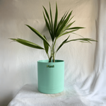 China Palm