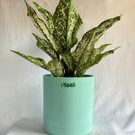 Aglaonema Snow White