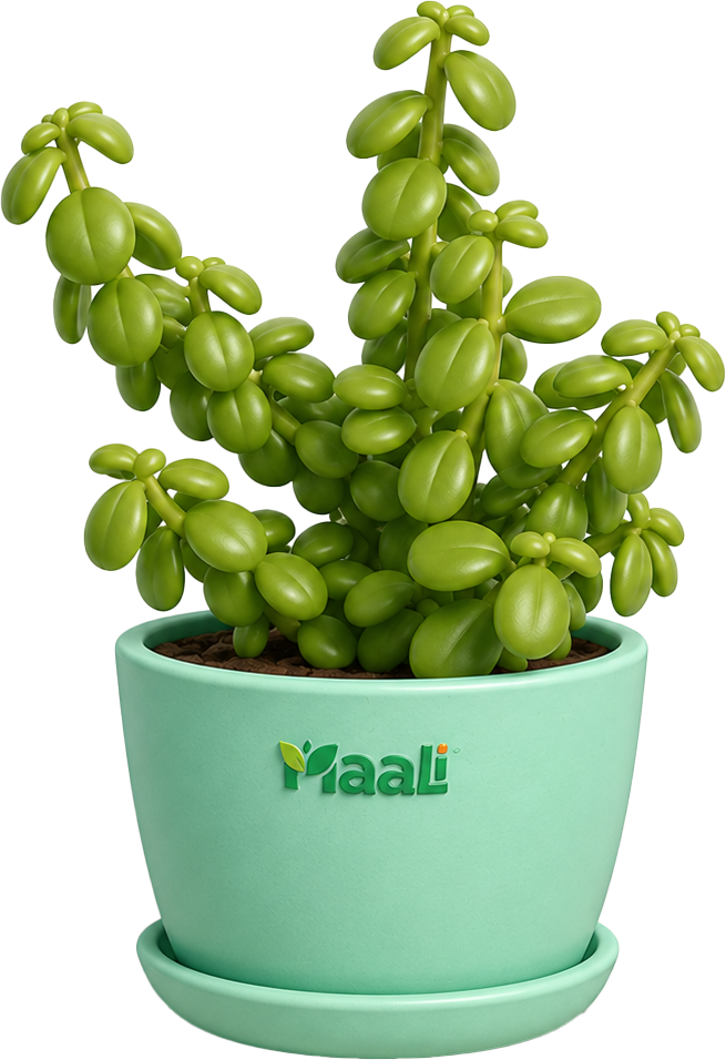indoor plants