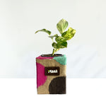 Money Plant Marble Queen