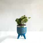 Money Plant N'Joy