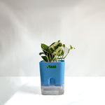 Money Plant N'Joy