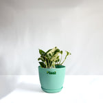 Money Plant N'Joy