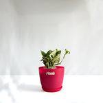 Money Plant N'Joy