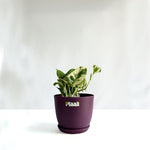 Money Plant N'Joy