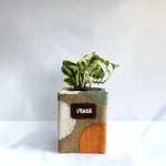Money Plant N'Joy