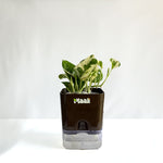 Money Plant N'Joy