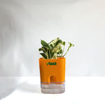 Money Plant N'Joy