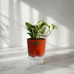 Money Plant N'Joy