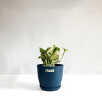 Money Plant N'Joy