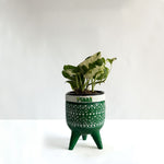 Money Plant N'Joy