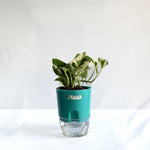 Money Plant N'Joy