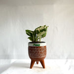 Money Plant N'Joy