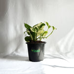 Money Plant N'Joy
