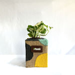 Money Plant N'Joy