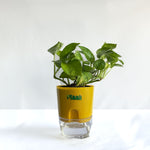 Money Plant Green