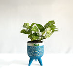 Money Plant Green