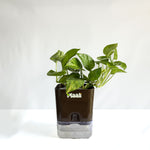 Money Plant Green
