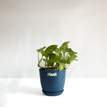 Money Plant Green