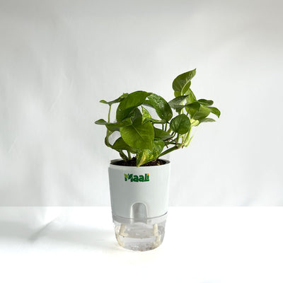 Money Plant Green