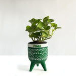 Money Plant Green