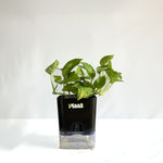 Money Plant Green