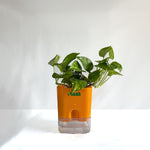 Money Plant Green