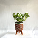 Money Plant Green