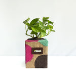 Money Plant Green
