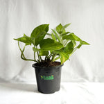 Money Plant Green