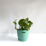 Money Plant Green