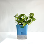 Money Plant Green
