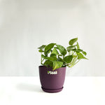 Money Plant Green