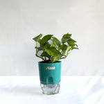 Money Plant Green