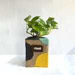 Money Plant Green