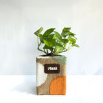 Money Plant Green