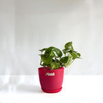 Money Plant Green