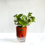 Money Plant Green