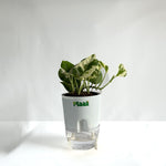 Money Plant N'Joy