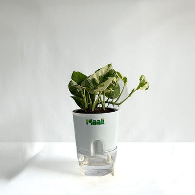 Money Plant N'Joy