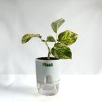 Money Plant Marble Queen