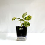 Money Plant Marble Queen