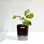 Money Plant Marble Queen