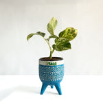Money Plant Marble Queen