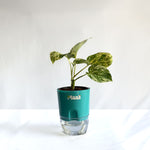Money Plant Marble Queen