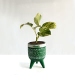 Money Plant Marble Queen