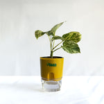 Money Plant Marble Queen