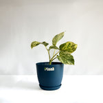 Money Plant Marble Queen