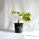 Money Plant Marble Queen