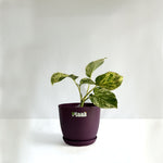 Money Plant Marble Queen